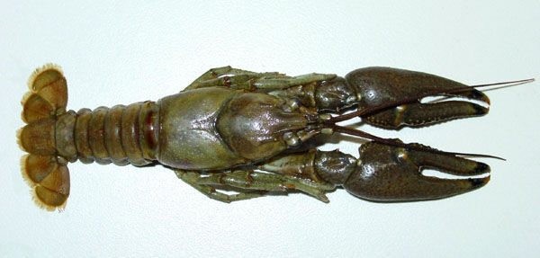 Rusty Crayfish